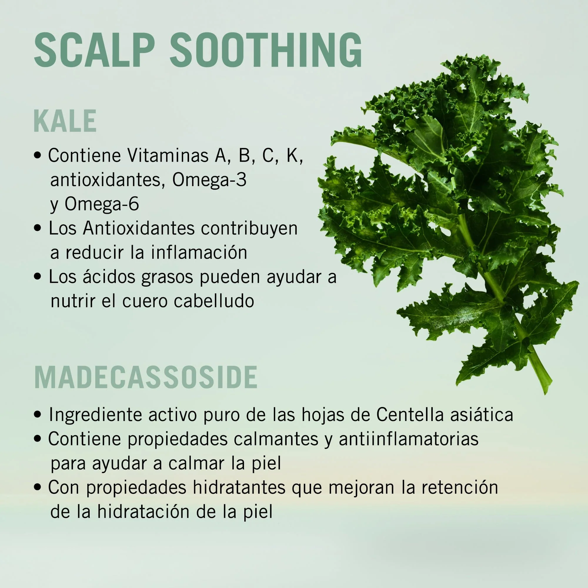 Bonacure Scalp Genesis Champú Calmante 250ml - Image 3